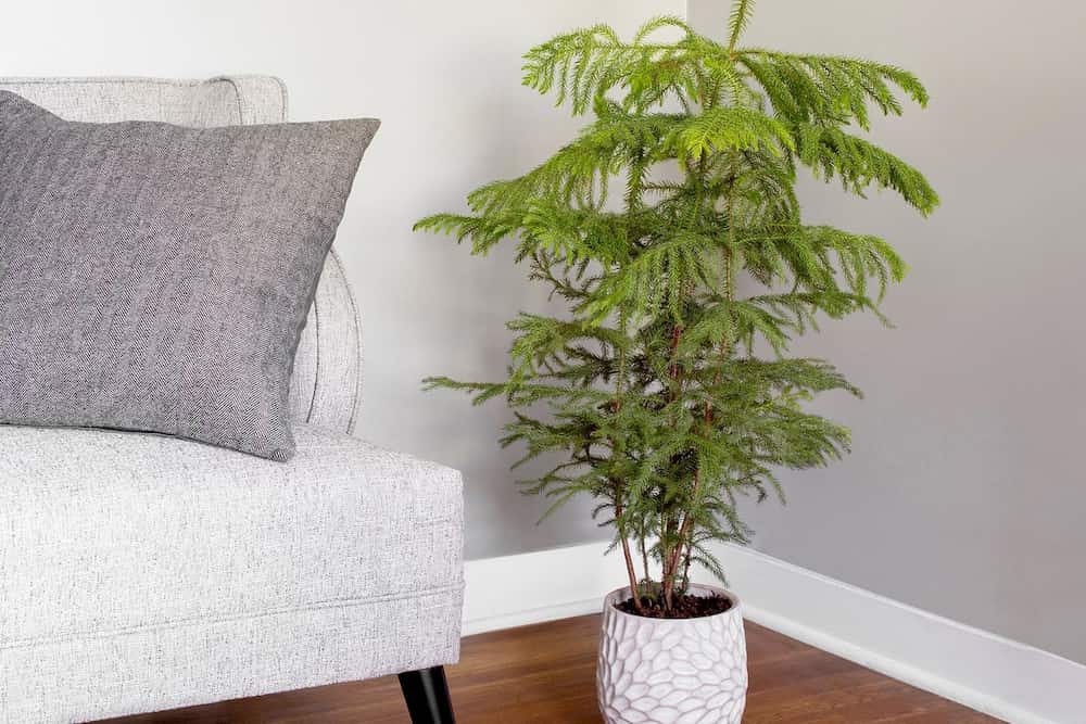 گیاه آپارتمانی کاج مطبق که انرژی منفی را در منزل از شما دور می کند
